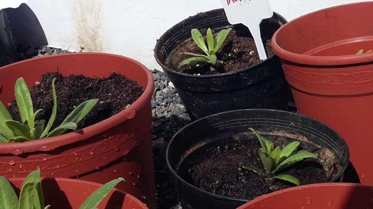 El Cabildo lanza una acción de voluntariado para embellecer las zonas verdes junto al cementerio de San Bartolome