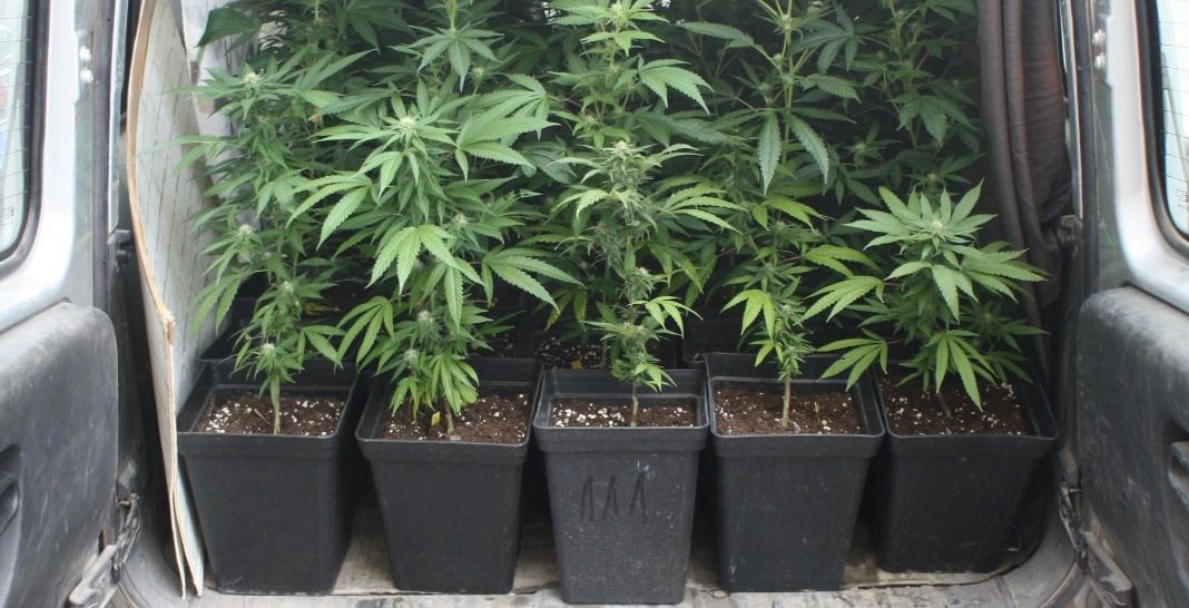 Imagen de las plantas de marihuana