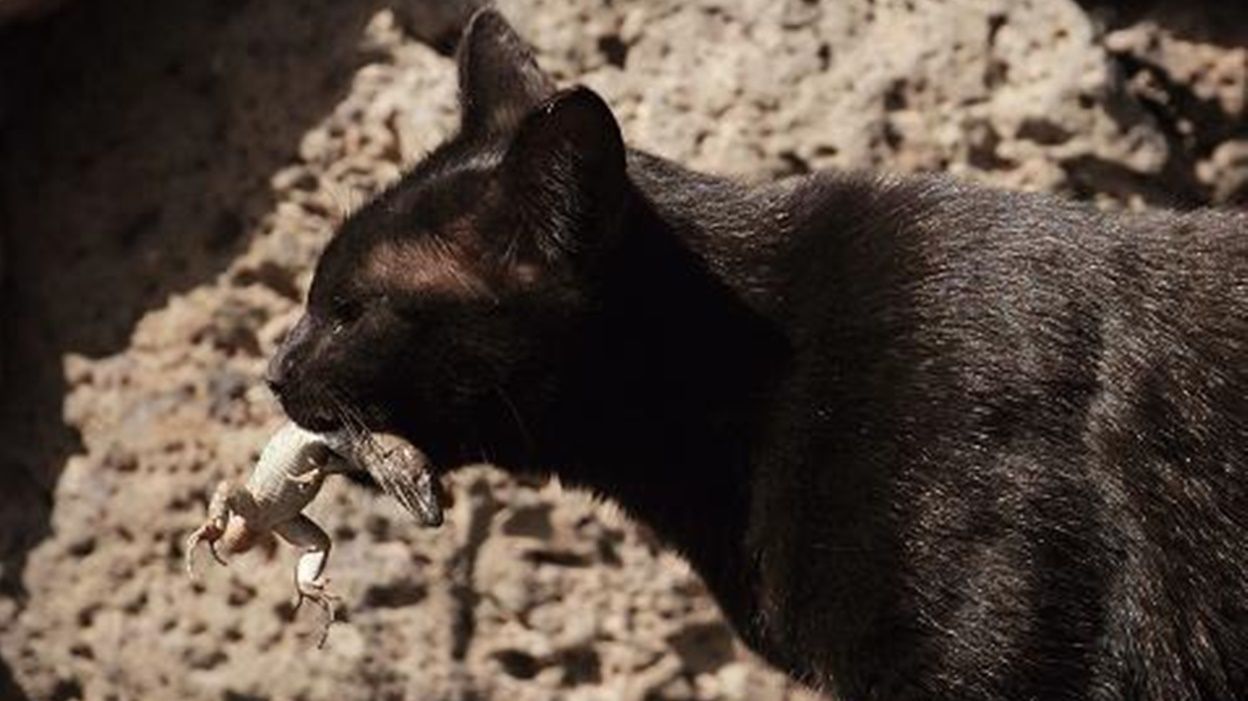 Gato depredando un lagarto atlántico en Teguise según los firmantes