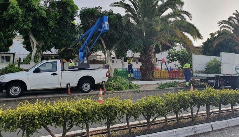 Operarios podando palmeras en Playa Honda