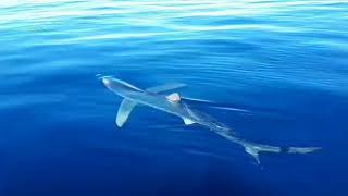 Tiburón quella