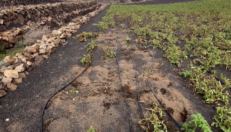 Nuevos robos en fincas agrícolas de Teguise Nuevos robos en fincas agrícolas de Teguise