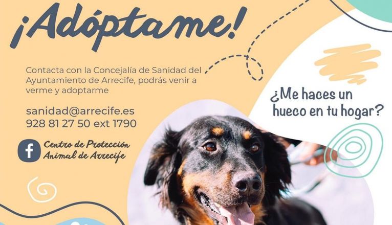 Campaña para la adopción de perros de Arrecife