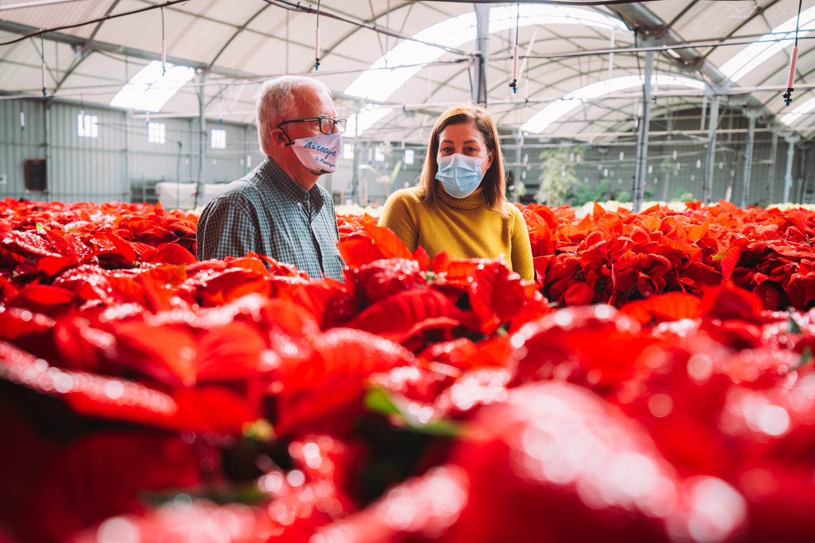 Arrecife planta 12.000 flores de pascua para Navidad