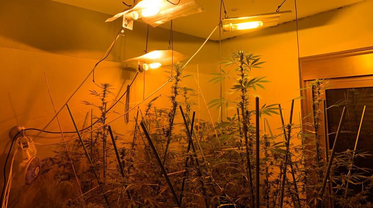 Plantación de marihuana en una vivienda de Montaña Blanca
