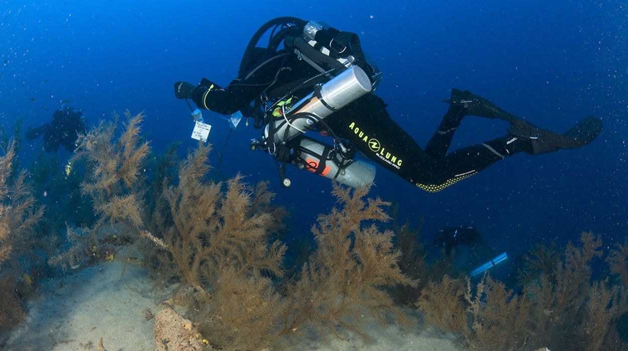 Investigadores de ABAS y LECOB delimitando las zonas de muestreo en el bosque de coral negro