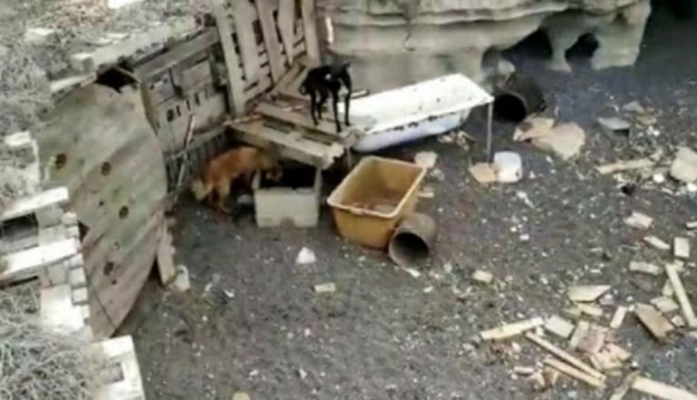 Perros que se encontraban en la zona según denunció Ademal