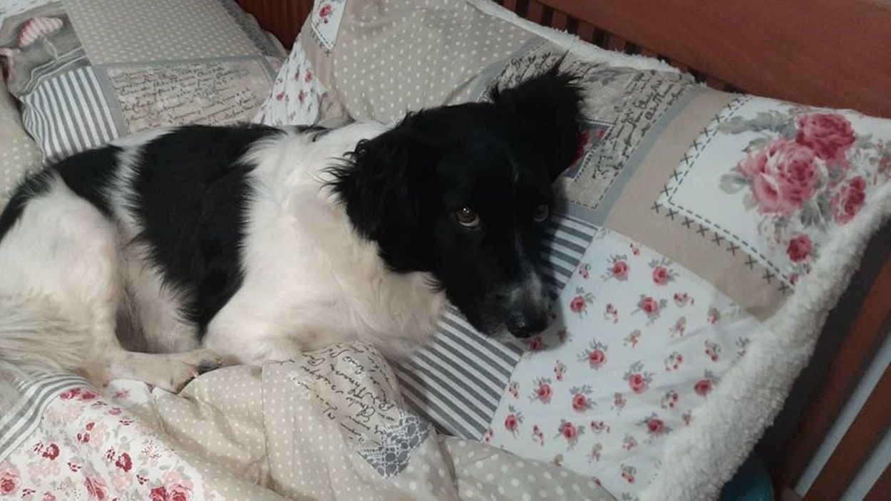 Sabu, perro perdido entre Uga y Las Casitas de Femés