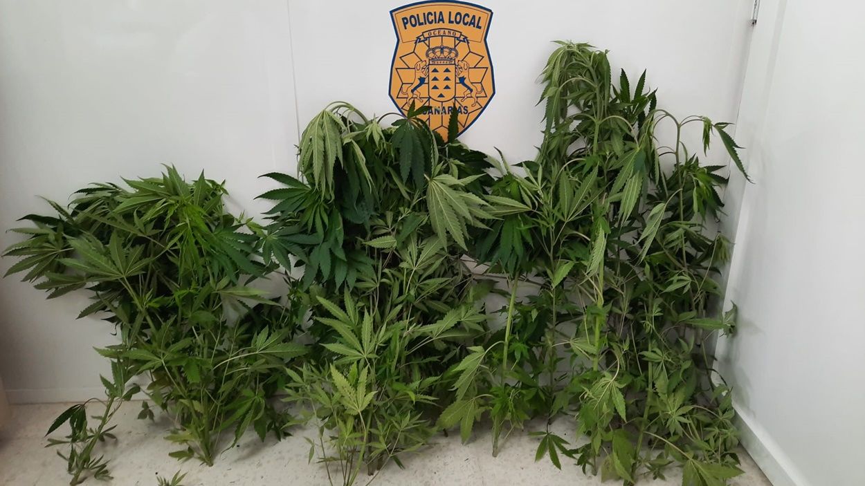 Plantas de marihuana incautadas por la Policía Local de Tías