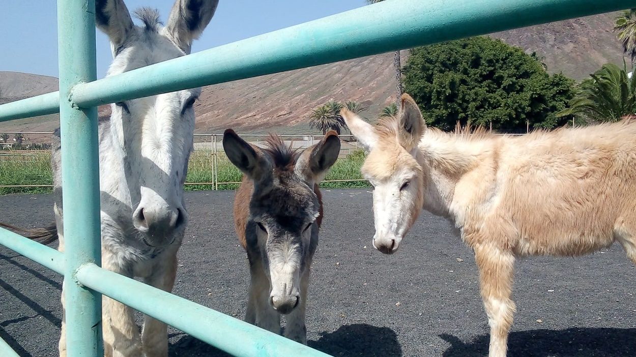 Burros en la Granja Agrícola del Cabildo