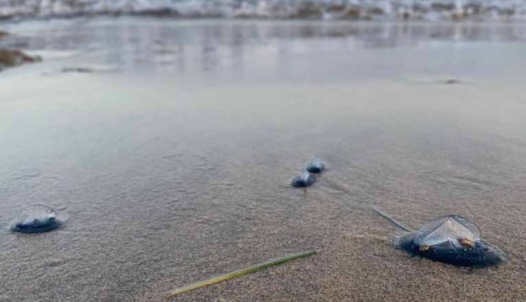 Encuentran medusas tipo velero Encuentran medusas tipo velero