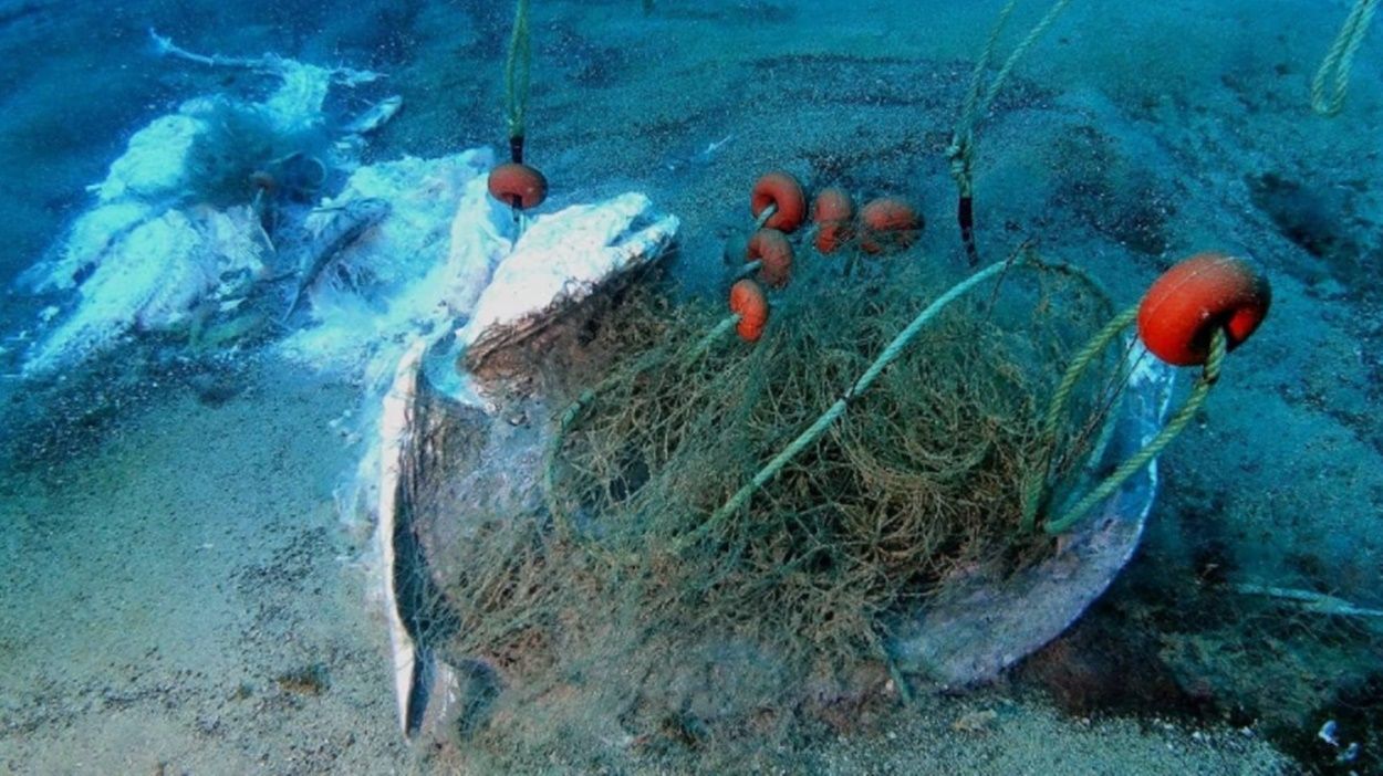Angelotes atrapados en un trasmallo en aguas de Lanzarote. Fotos: Álvaro Roldán