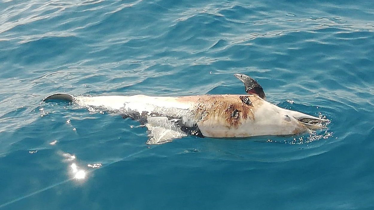 Delfín muerto en aguas entre Papagayo e Isla de Lobos