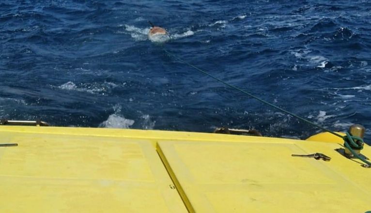 Emerlan rescata un delfín muerto en aguas entre Papagayo e Isla de Lobos