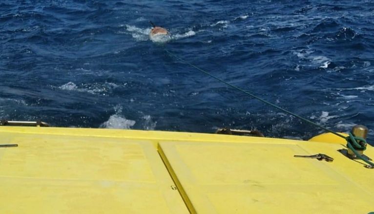 Emerlan rescata un delfín muerto en aguas entre Papagayo e Isla de Lobos Emerlan rescata un delfín muerto en aguas entre Papagayo e Isla de Lobos