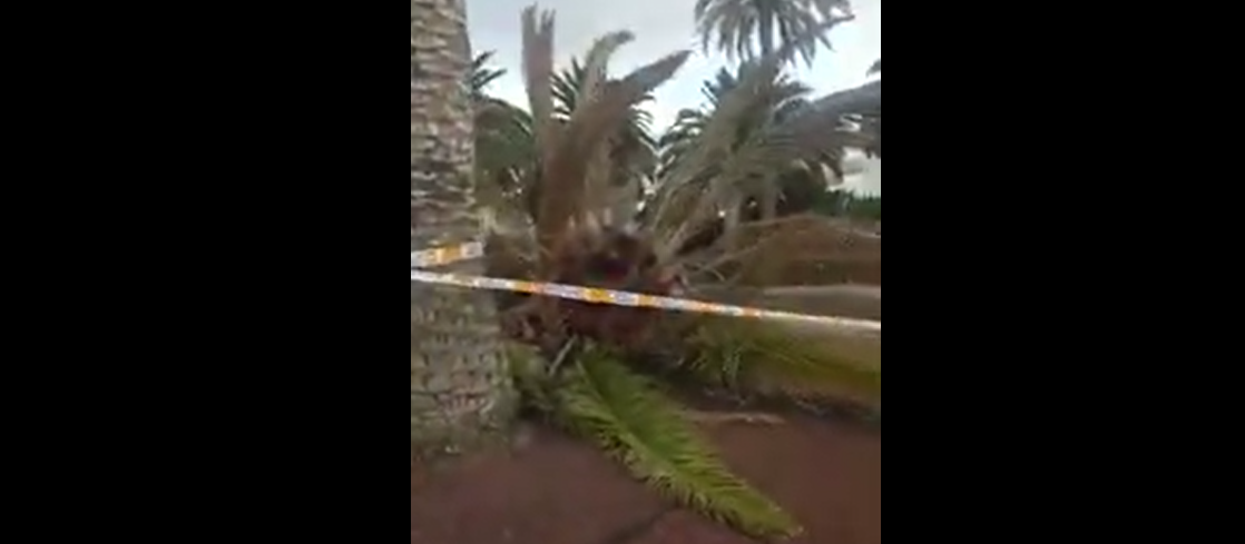 Palmera caída en Yaiza