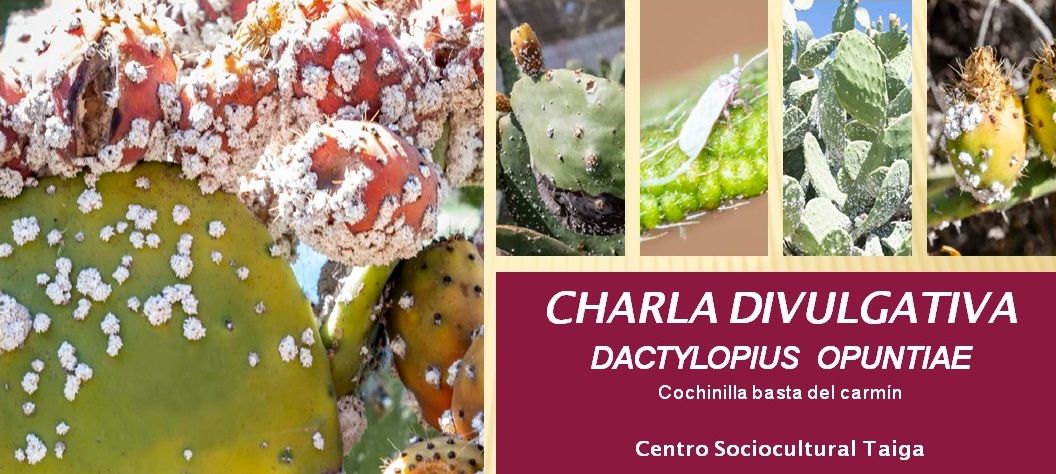 Cartel de la charla sobre la plaga de cochinilla detectada en Canarias