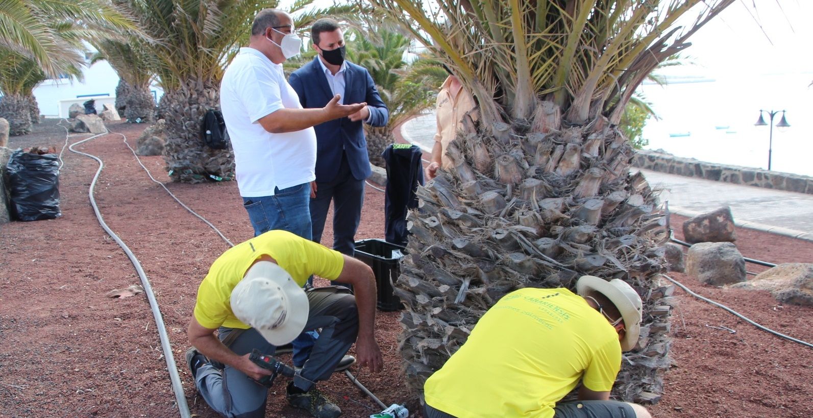 Tratamiento de endoterapia en las palmeras de Yaiza para eliminar el picudín