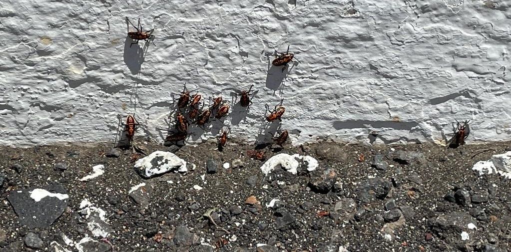 Ejemplares de Pyrrhocoris apterus en Haría