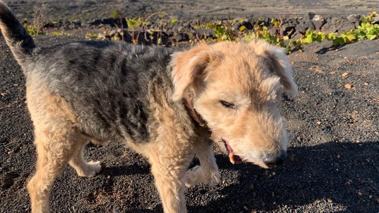 Reno, perro perdido en La Geria