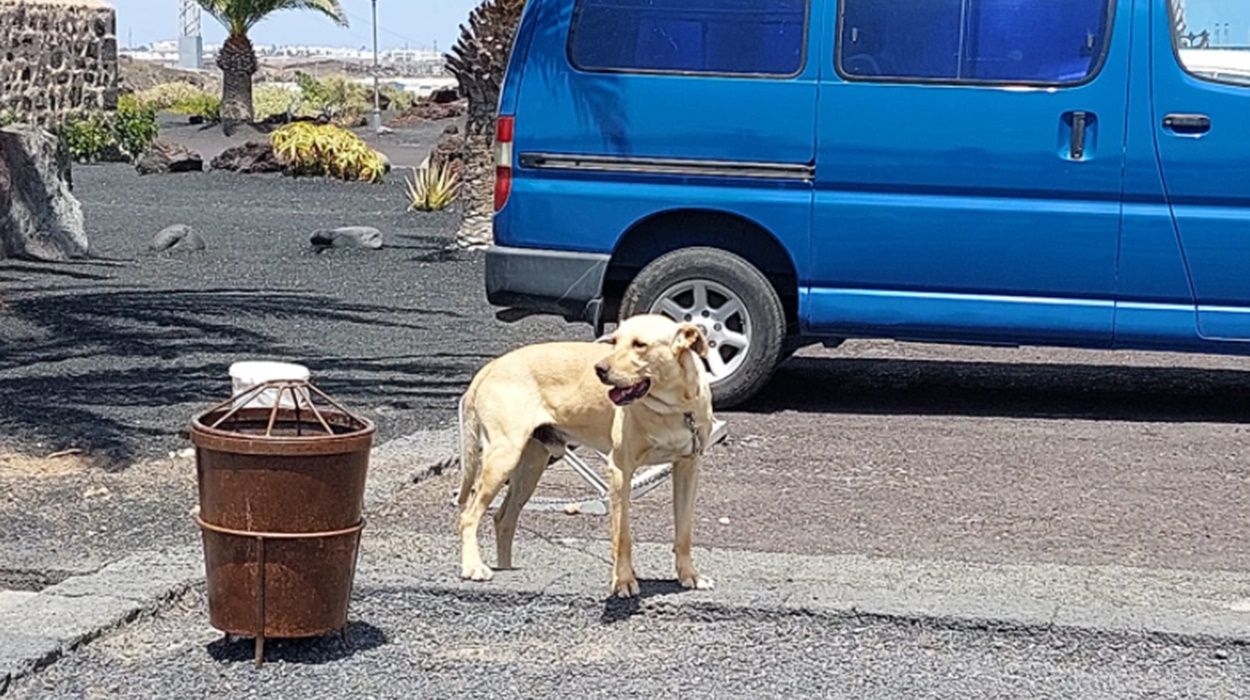 Imagen del perro publicada por el Centro de Protección Animal de Arrecife