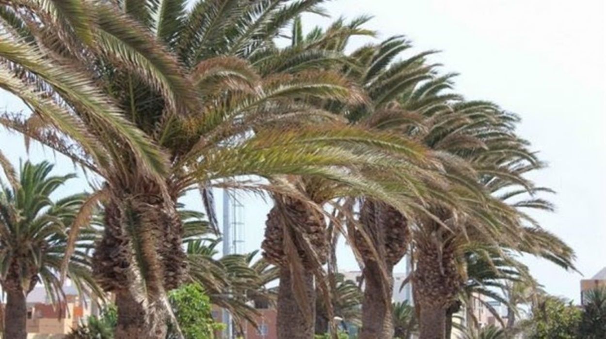 Palmeras en Lanzarote