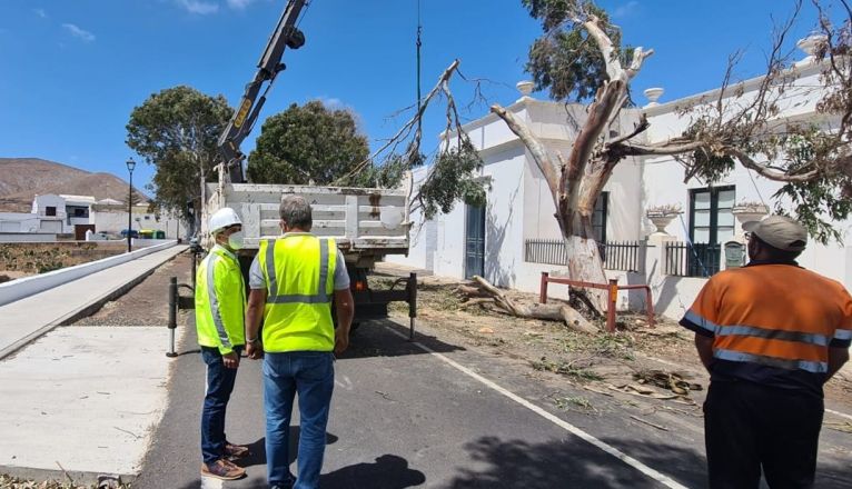 Trabajos de retirada de un árbol en Guatiza