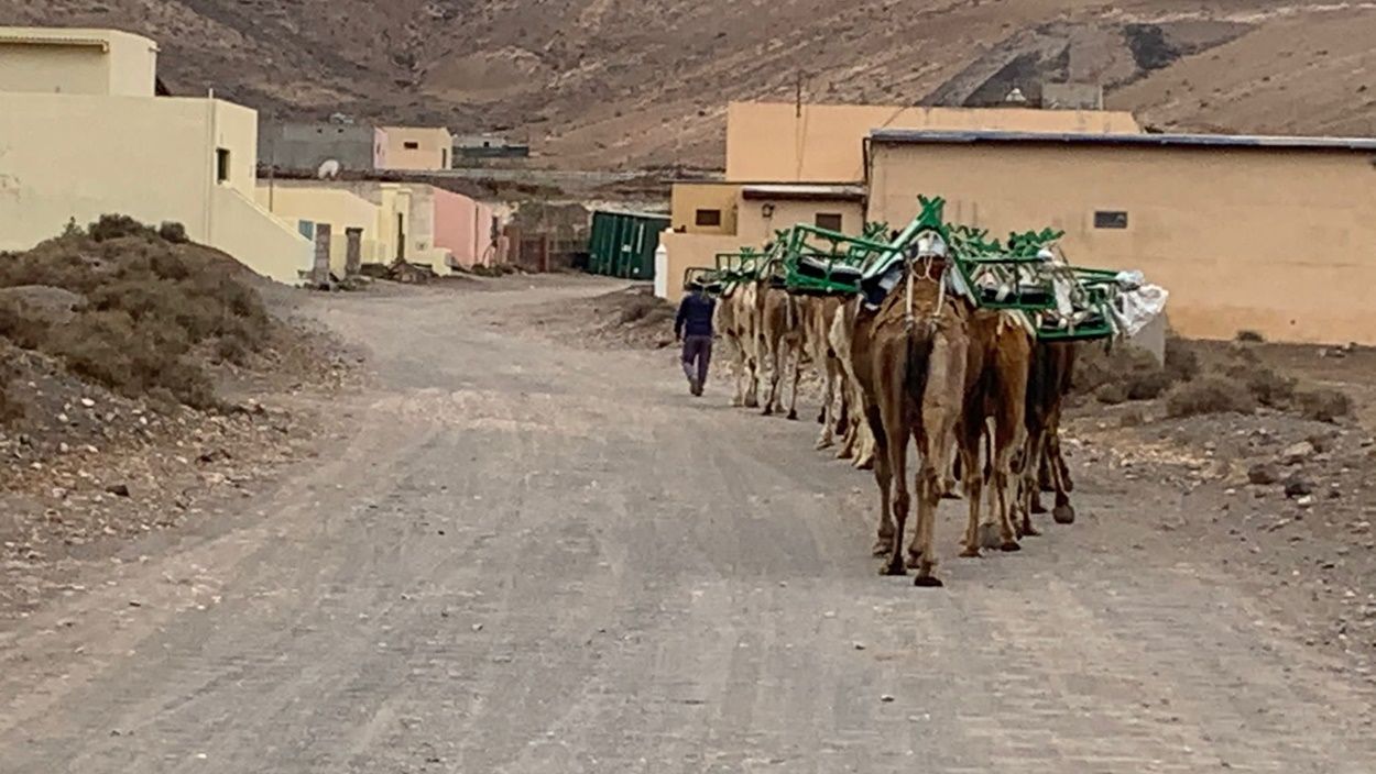 Tránsito de camellos por la calle Vallito de Uga