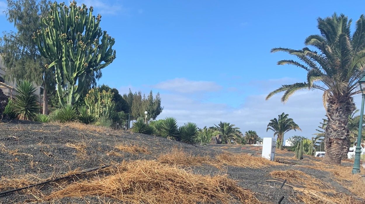 Jardines en Costa Teguise