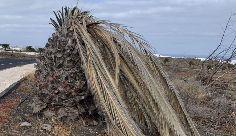Imagen de una palmera seca en Costa Teguise