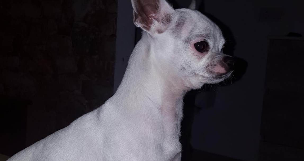 Perro perdido en Argana Baja