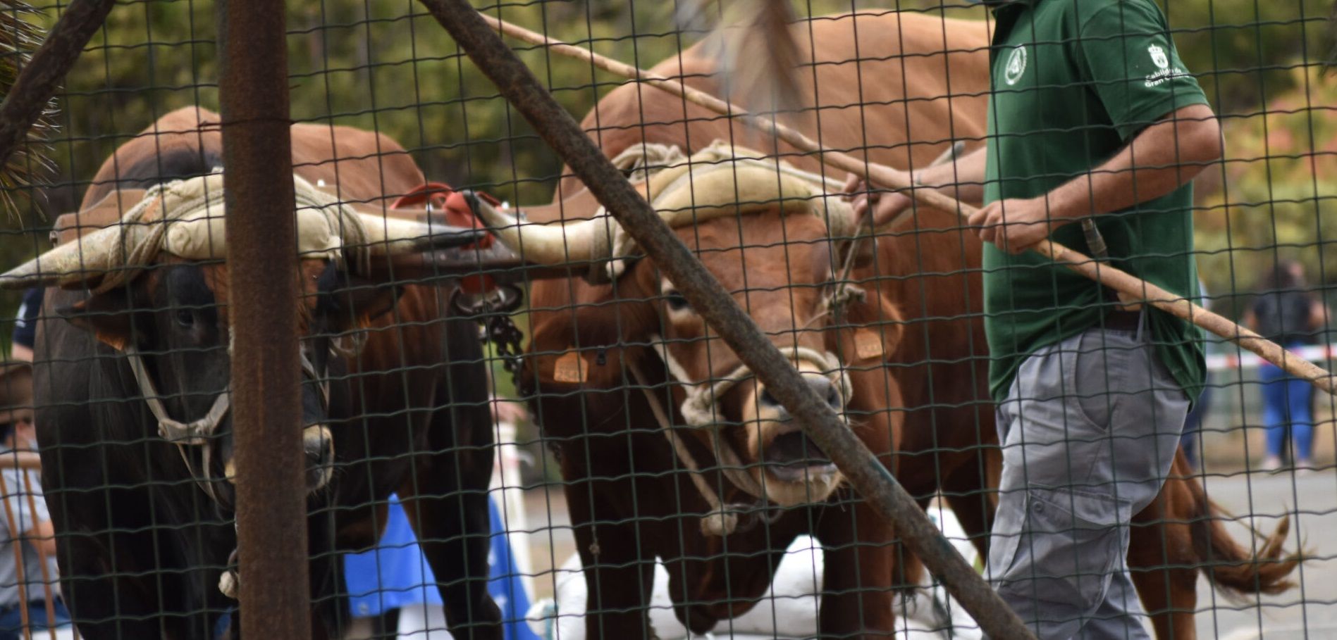 Imágenes del PACMA del concurso en el que denuncia maltrato animal
