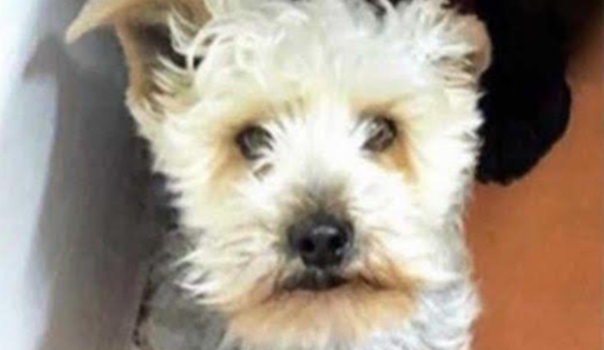 Foto de Titán, el perro desaparecido en Femés