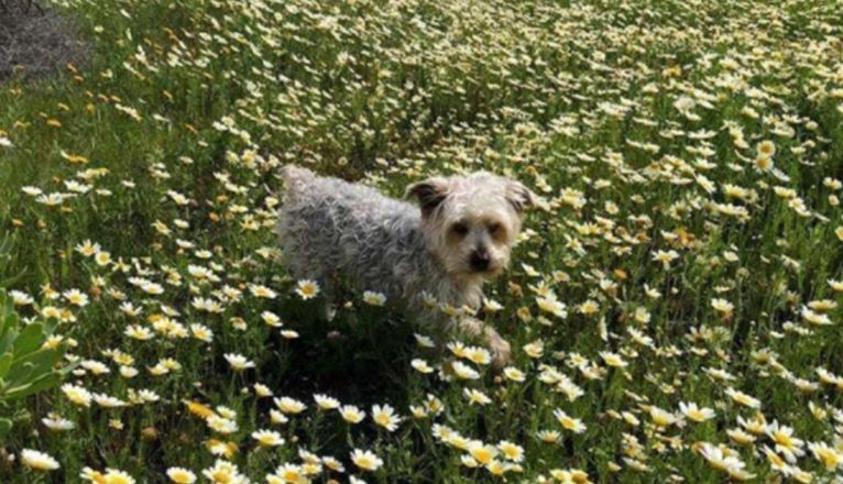 Perro desaparecido en Femés Perro desaparecido en Femés