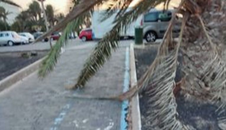 Hojas de palmera cayendo sobre la acera en la zona de la playa de Los Charcos Hojas de palmera cayendo sobre la acera en la zona de la playa de Los Charcos