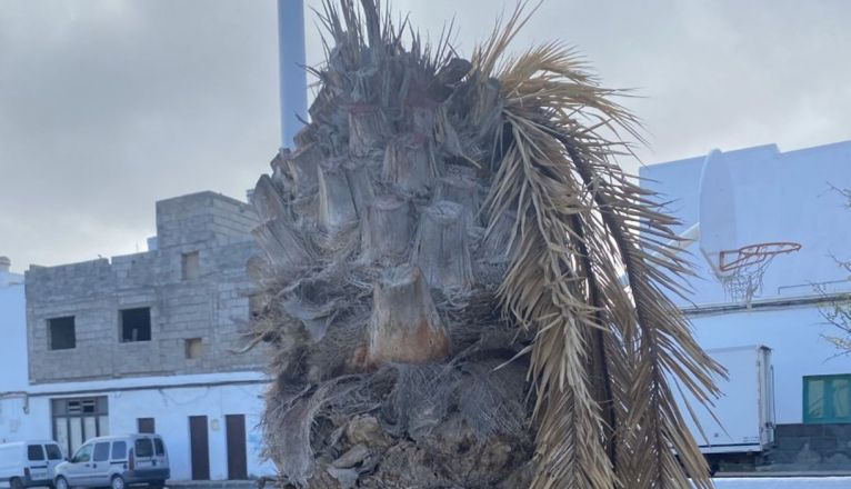 Palmera muerta en el barrio de Titerroy