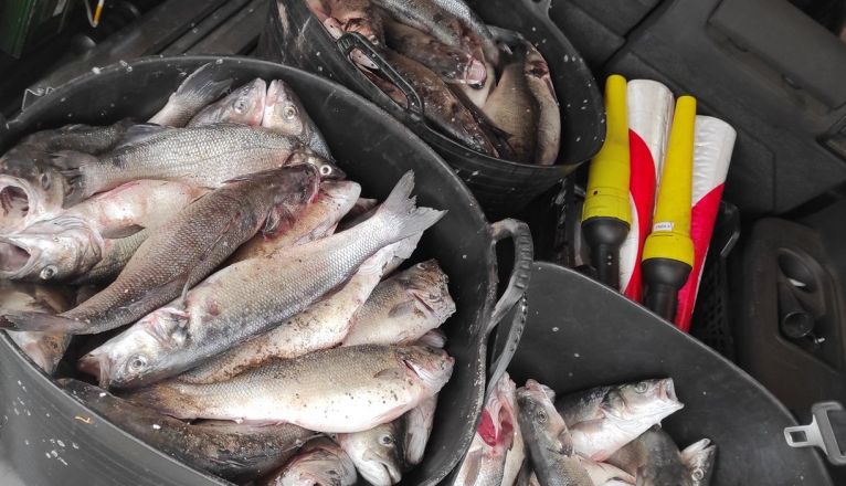 Lubinas robadas de una piscifactoría de Playa Blanca