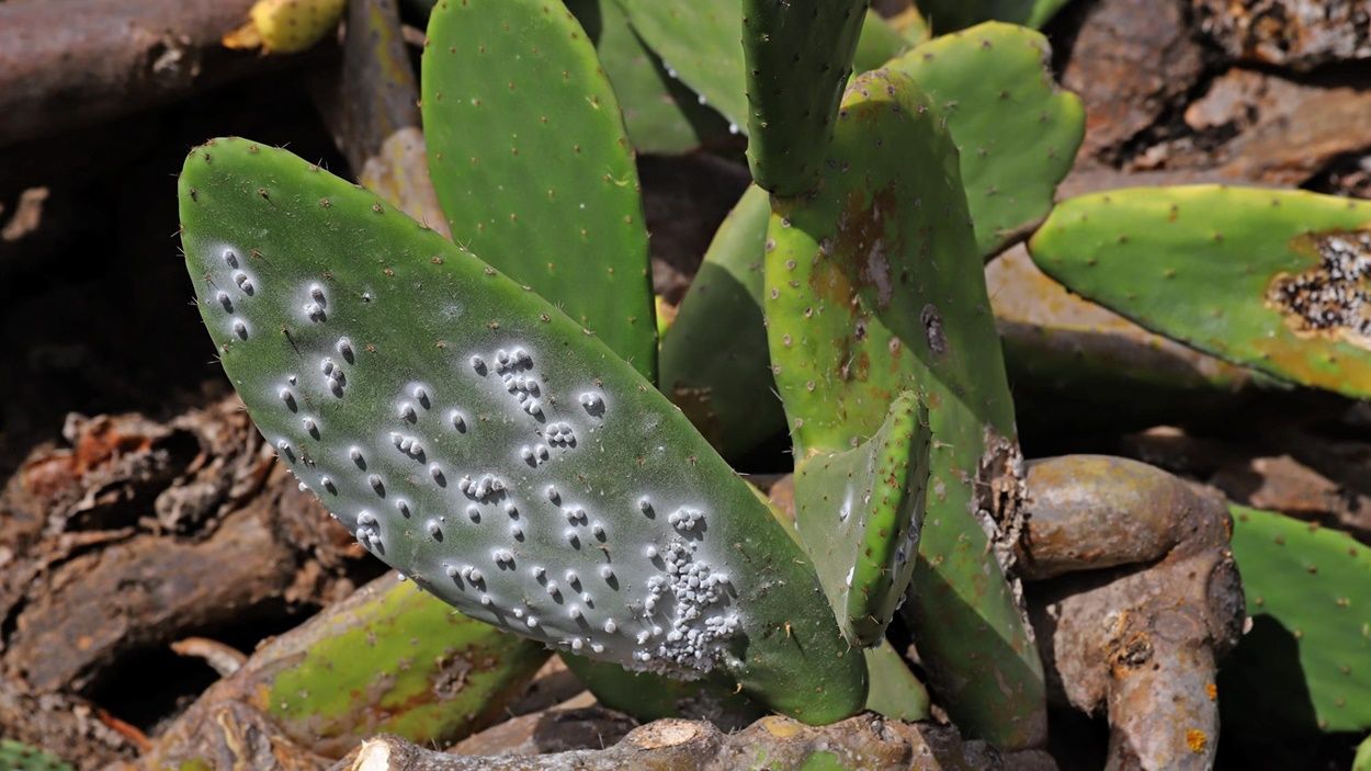 Tuneras de Guatiza afectadas por la plaga de cochinilla mexicana