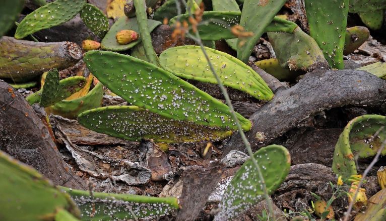 Plaga de cochinilla mexicana que está afectando a las tuneras de Guatiza y Mala