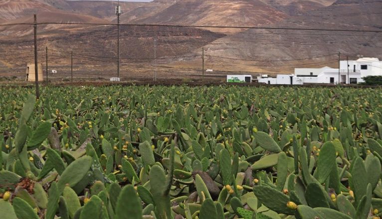 Tuneras de Guatiza afectadas por la plaga de cochinilla mexicana