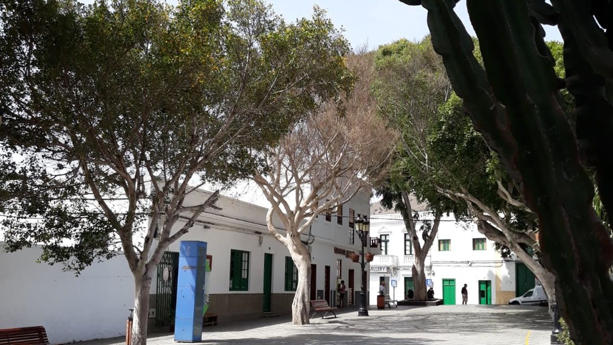 Árbol seco en la plaza de Haría