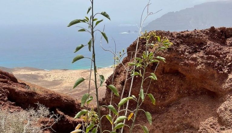Planta de 'Nicotiana glauca' en La Graciosa Planta de 'Nicotiana glauca' en La Graciosa