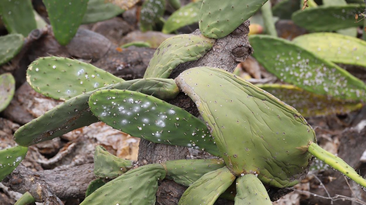 Tuneras de Guatiza afectadas por la cochinilla mexicana