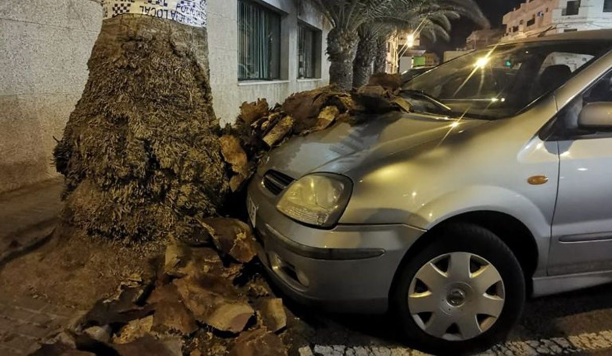 Parte de una palmera cae sobre un vehículo en Arrecife