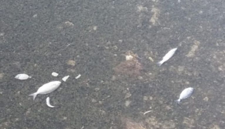 Imagen de los peces muertos en el charco de San Ginés