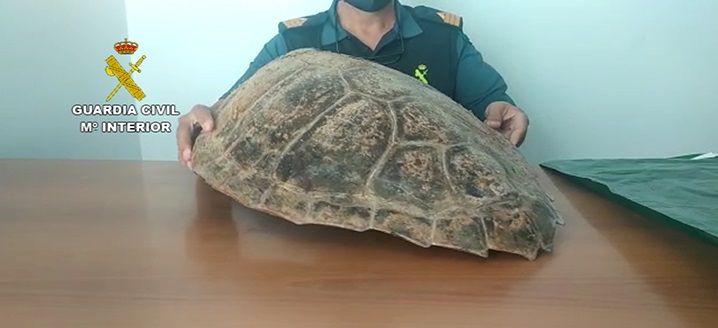 Caparazón de tortuga boba recuperado por la Guardia Civil