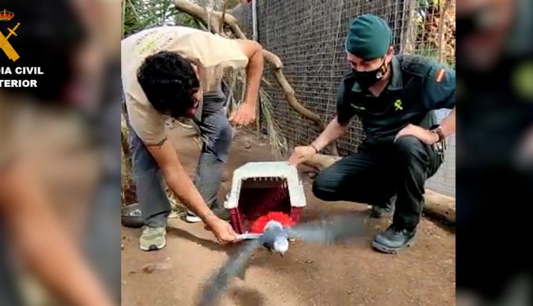 El Seprona localiza cuatro aves exóticas protegidas en Gran Canaria El Seprona localiza cuatro aves exóticas protegidas en Gran Canaria