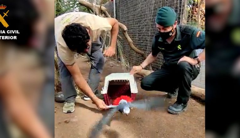 El Seprona localiza cuatro aves exóticas protegidas en Gran Canaria