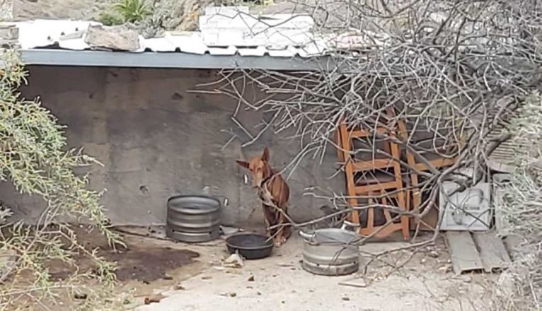 Perro en una finca de Haría
