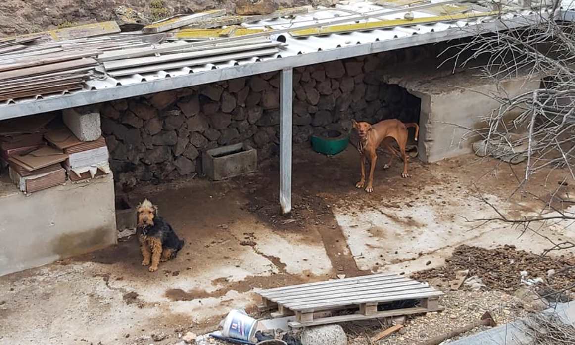 Situación de perros en Haría